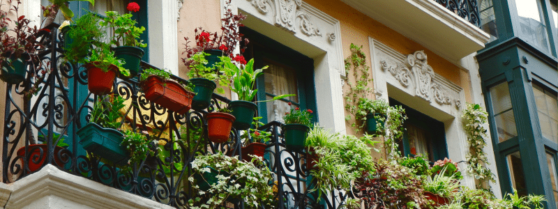 10 plantes qui résistent au froid pour mon balcon- AÏAKO