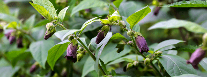 Plantes de sorcières : quand la magie inspire le jardin à Halloween - AÏAKO