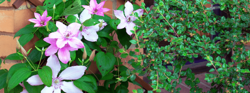 10 plantes qui résistent au froid pour mon balcon- AÏAKO