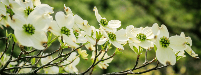 10 plantes qui résistent au froid pour mon balcon- AÏAKO
