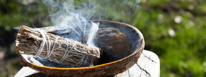 Plantes de sorcières : quand la magie inspire le jardin à Halloween - AÏAKO