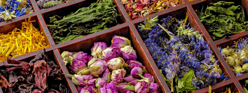 Plantes de sorcières : quand la magie inspire le jardin à Halloween - AÏAKO