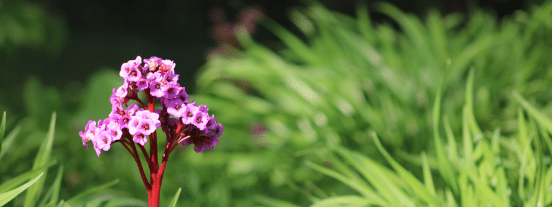 10 plantes qui résistent au froid pour mon balcon- AÏAKO