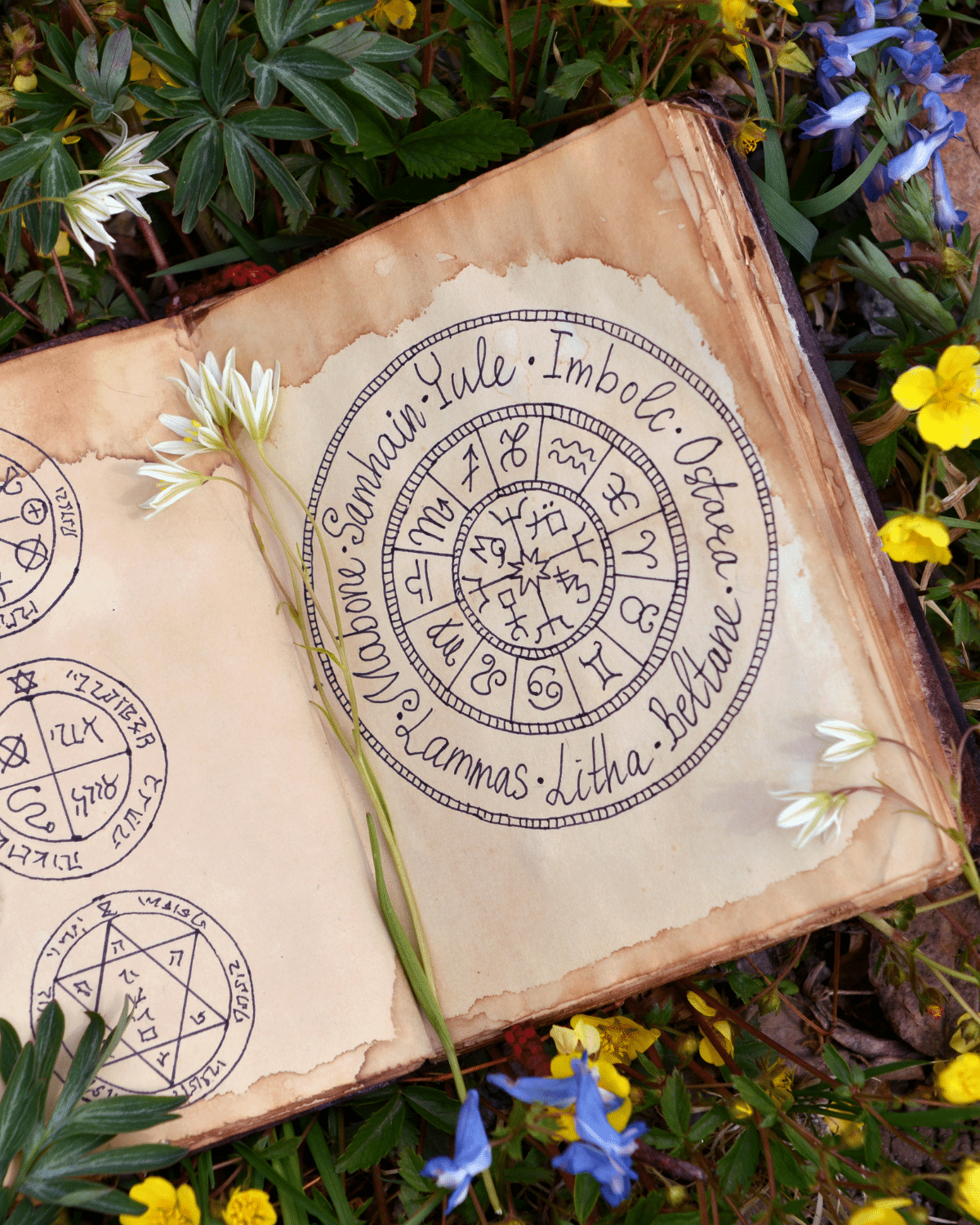 Plantes de sorcières : quand la magie inspire le jardin à Halloween - AÏAKO