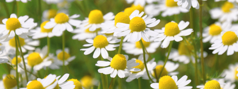 Camomille : usages et bienfaits au jardin