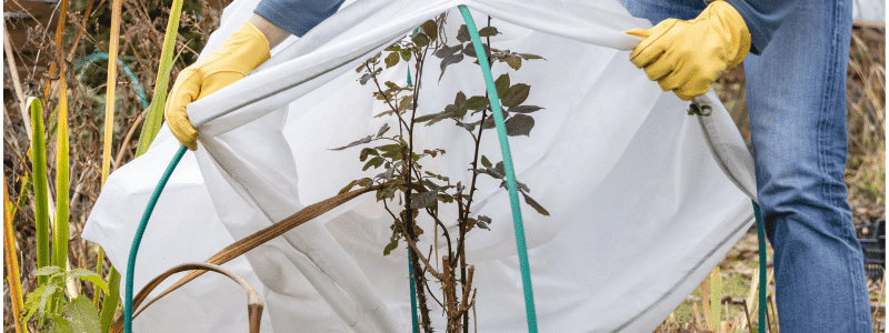 Jardin en hiver : préparer, planter et jardiner pendant la saison froide
