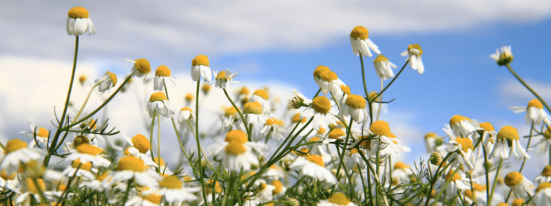 Camomille : usages et bienfaits au jardin