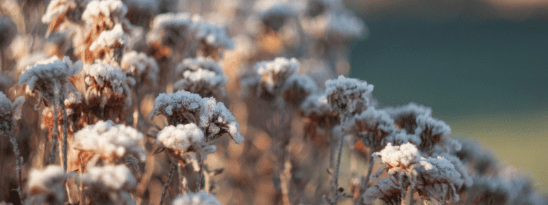 Jardin en hiver : préparer, planter et jardiner pendant la saison froide