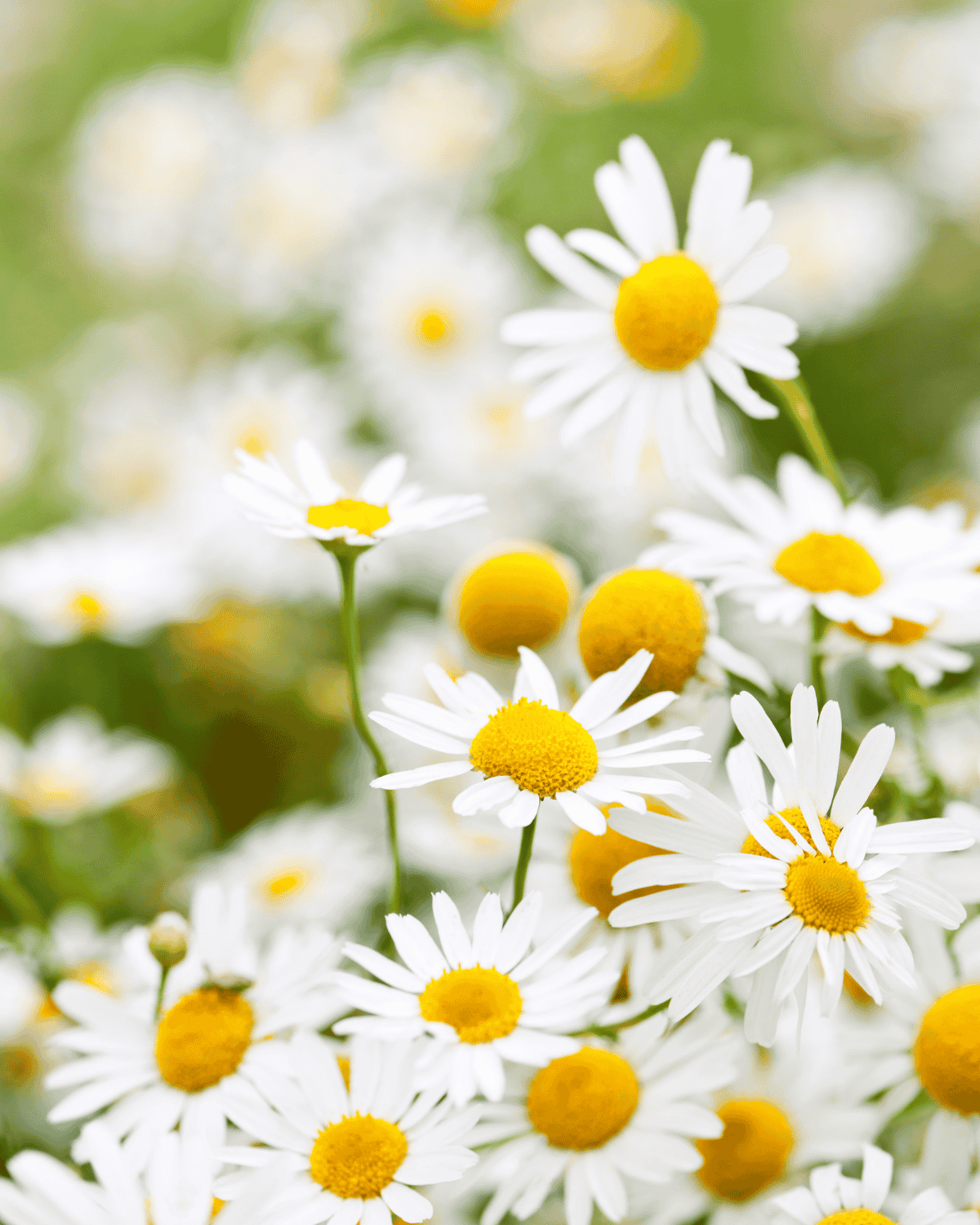 Camomille : usages et bienfaits au jardin