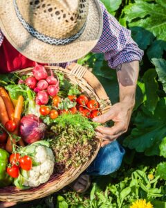 Potager débutant